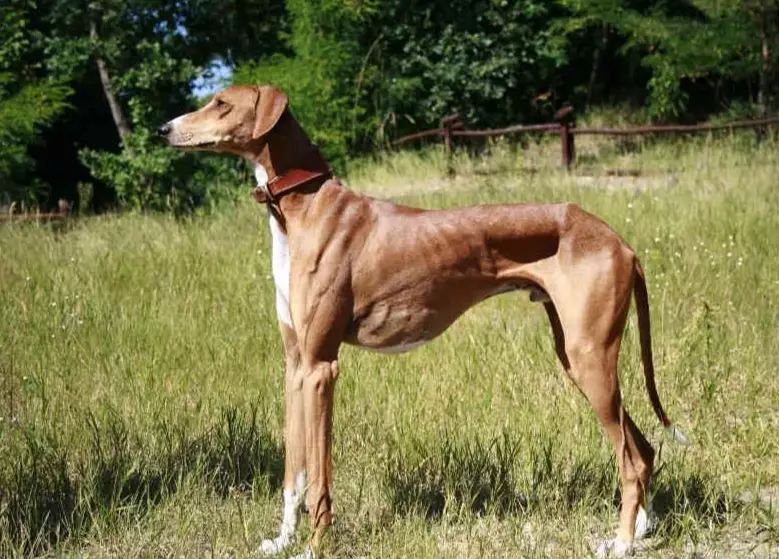 how tall is an Azawakh