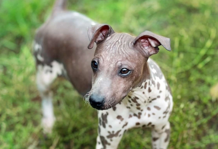 Do American hairless terriers shed?