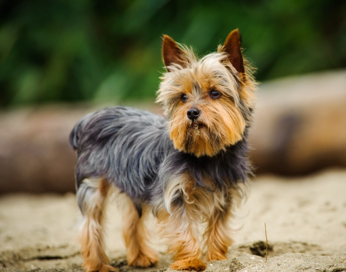 Yorkshire Terrier care