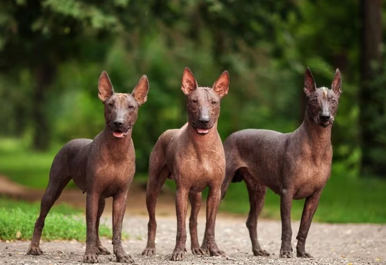 Xoloitzcuintli