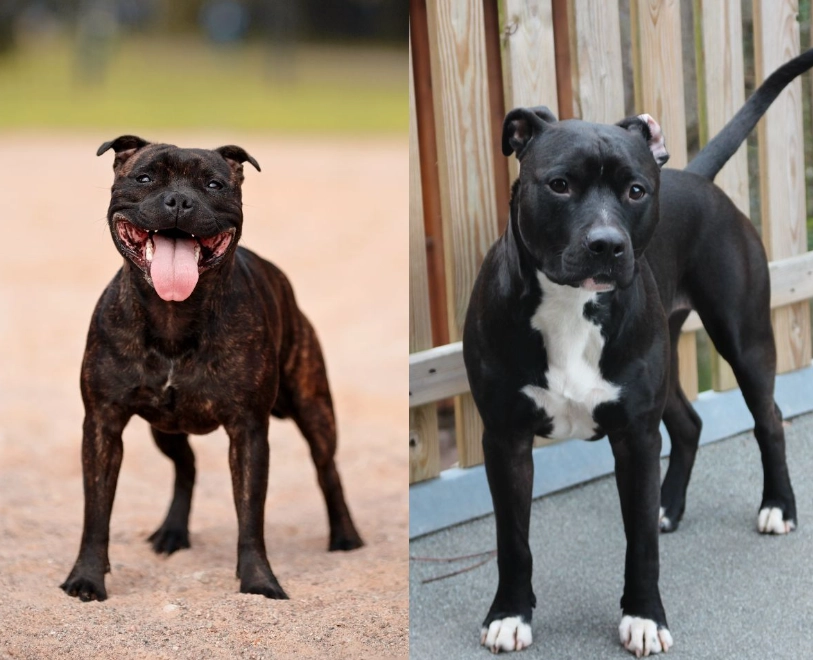 Amstaff vs Staffy Amstaff vs Staffy