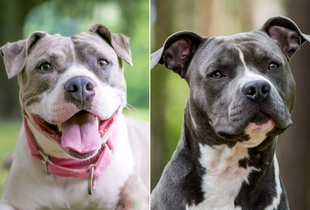 American Staffordshire Terrier size American Staffordshire Terrier size