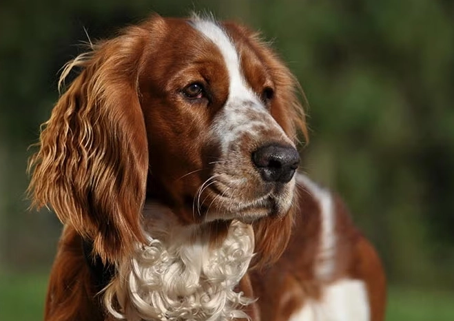 Welsh Springer Spaniel temperament