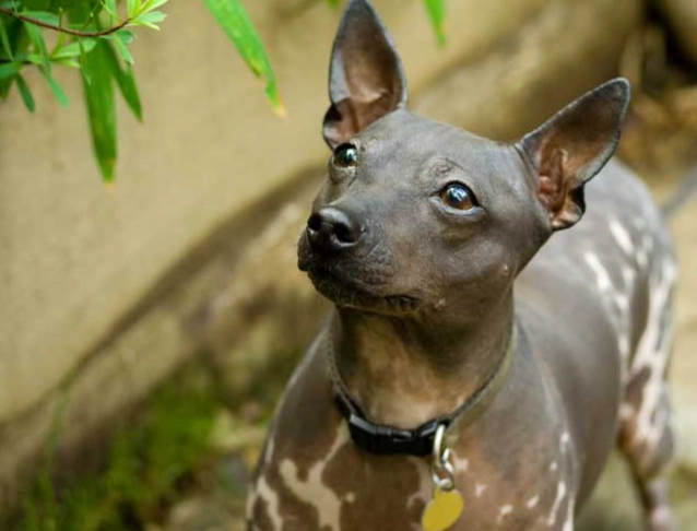 hypoallergenic dog breeds