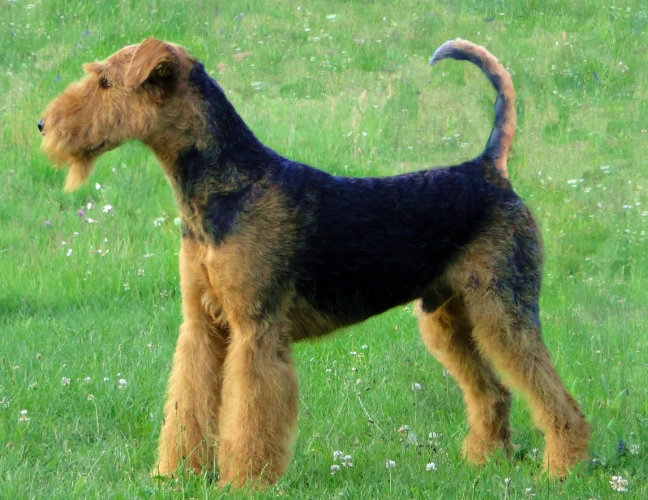 Airedale Terrier grooming