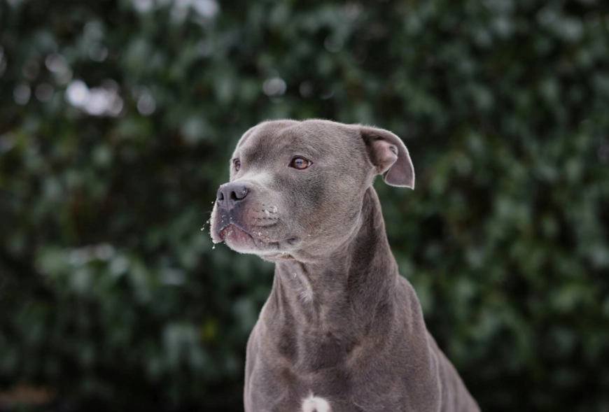 Amstaff lifespan Amstaff lifespan