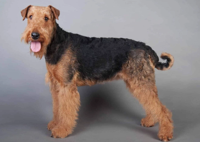 Airedale Terrier maintenance
