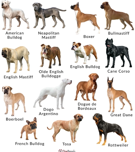 types of dogs