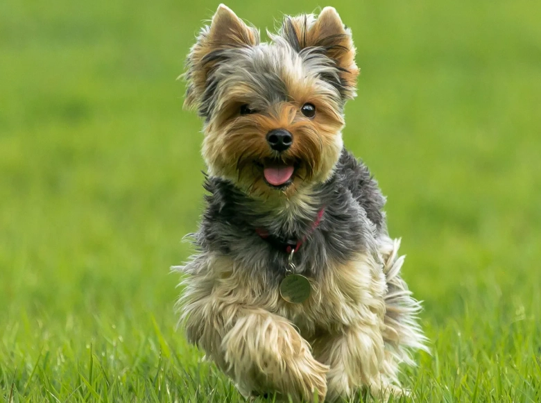 Yorkshire Terrier training