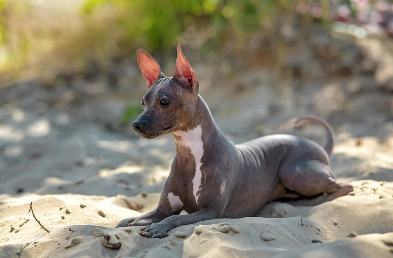 hairless dog care
