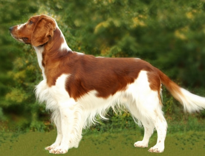 Welsh Springer Spaniel temperament