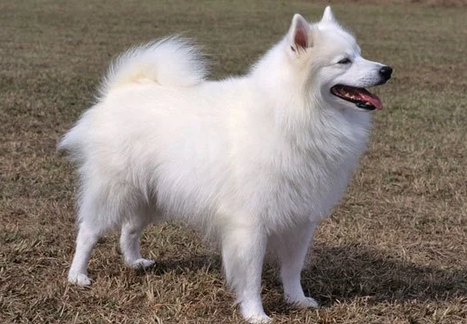 American Eskimo Dog size