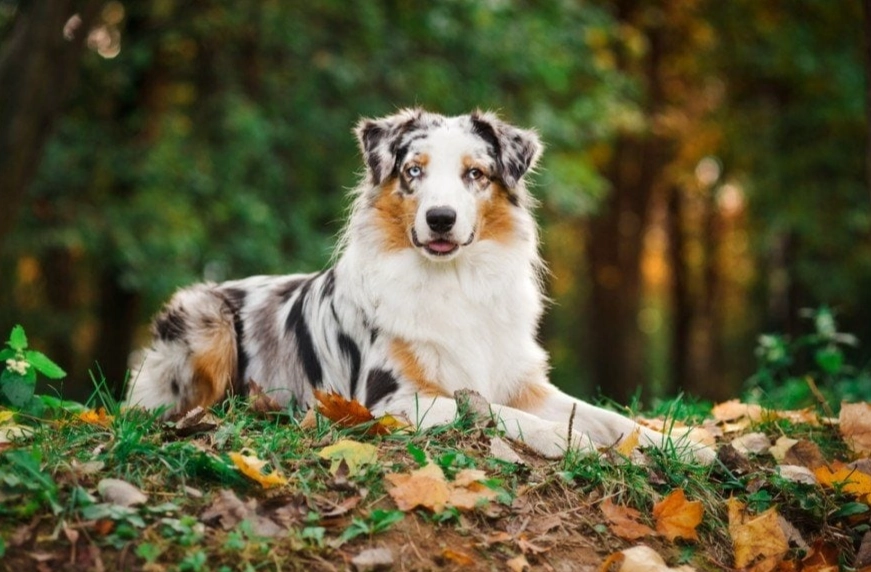 Aussie temperament Aussie temperament