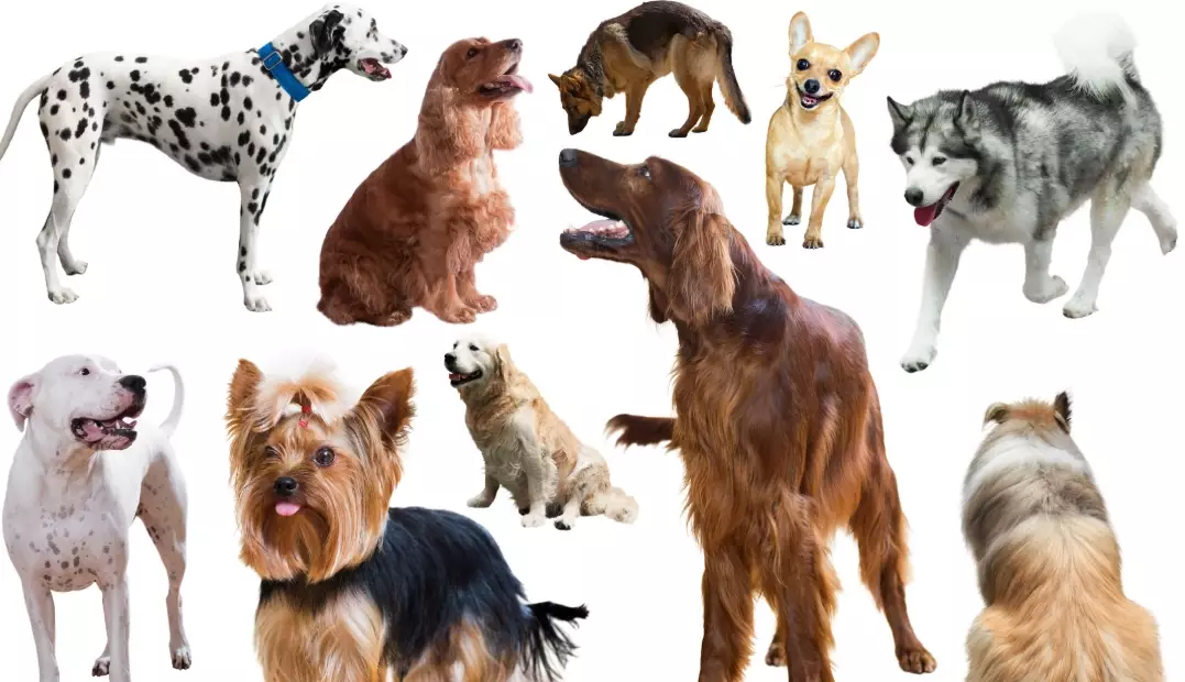 dog breed characteristics