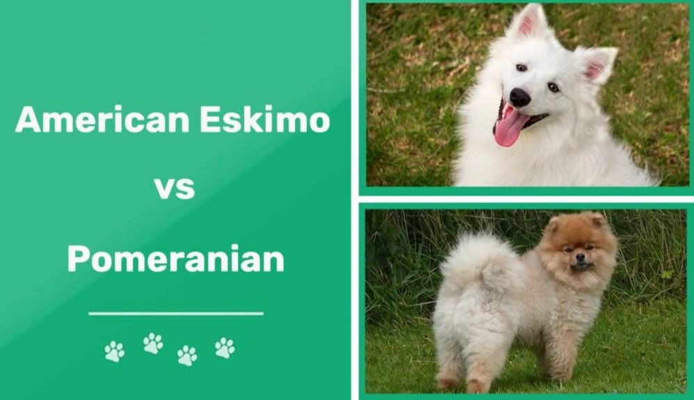 American Eskimo dog