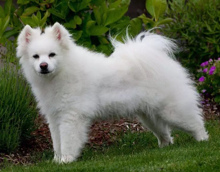 Standard American Eskimo Dog