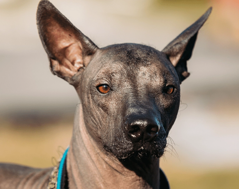 hypoallergenic dog breed