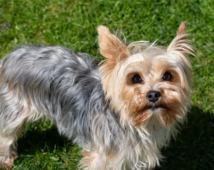 Yorkshire Terrier training