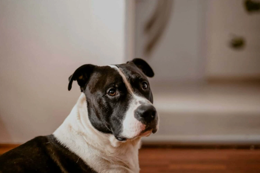 how long do American Staffordshire Terriers live how long do American Staffordshire Terriers live