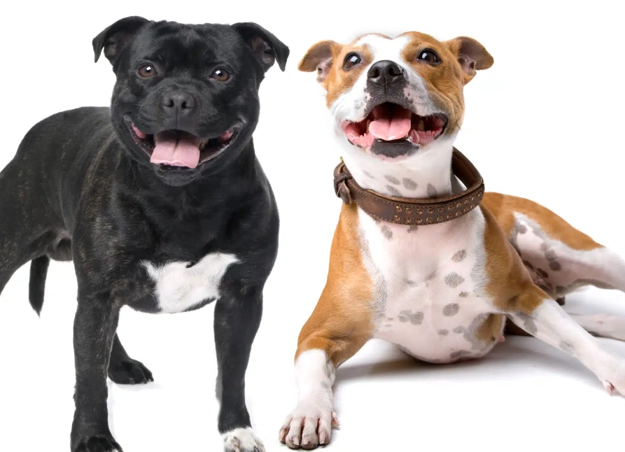 Staffordshire Bull Terrier temperament