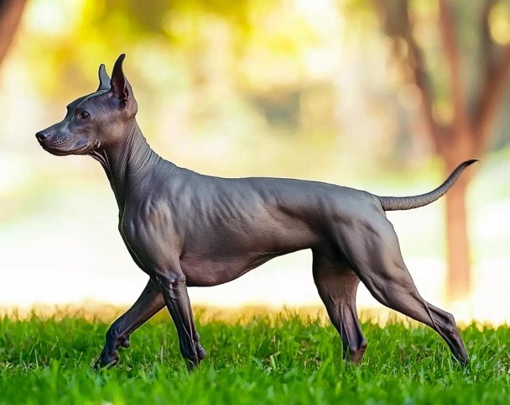 Mexican Hairless Dog
