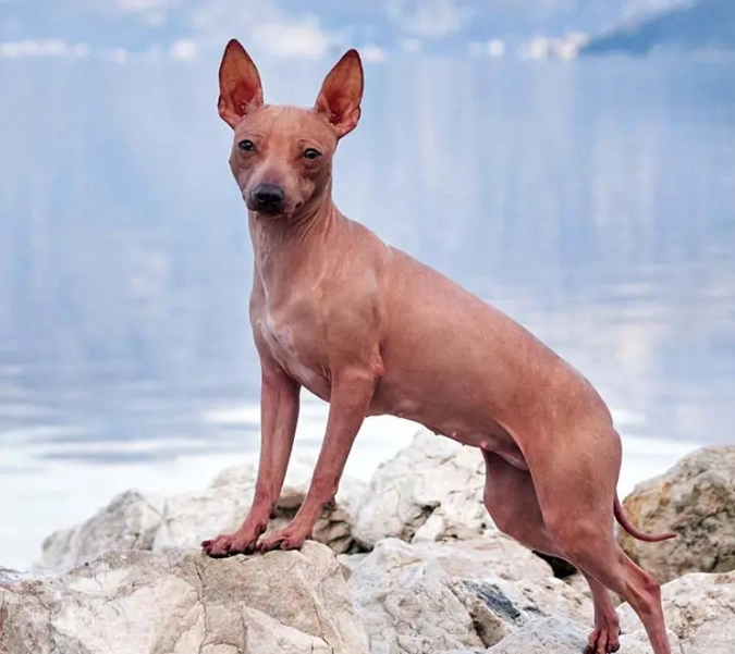 small apartment dog size