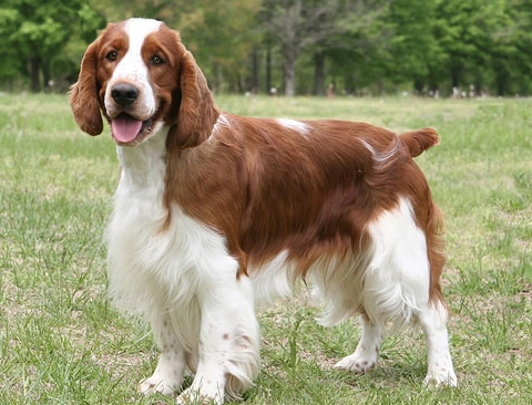 Welsh Springer Spaniel temperament