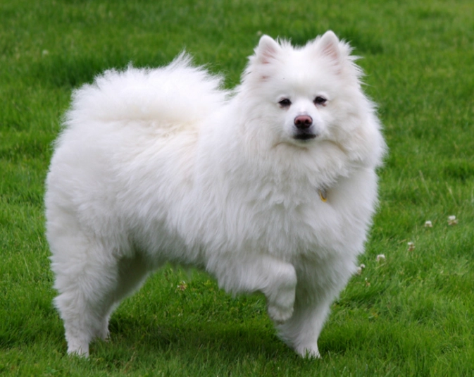 Standard American Eskimo Dog