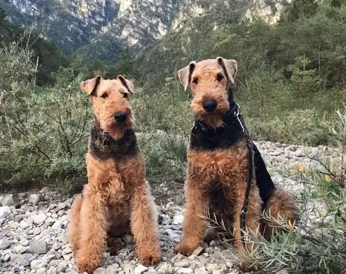 Airedale Terrier family dog