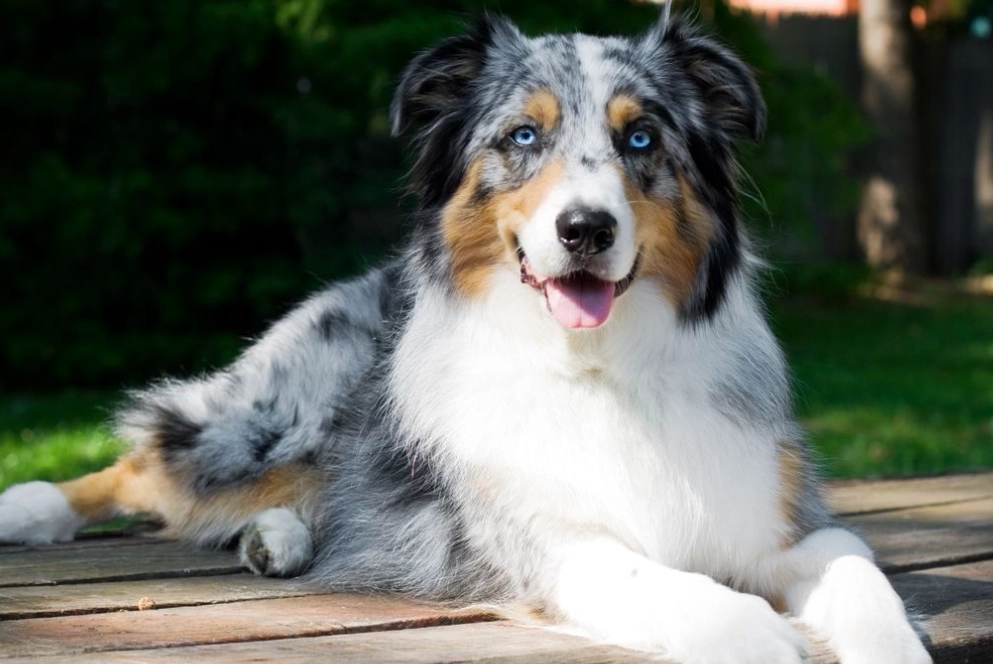 Australian Shepherd house dog Australian Shepherd house dog