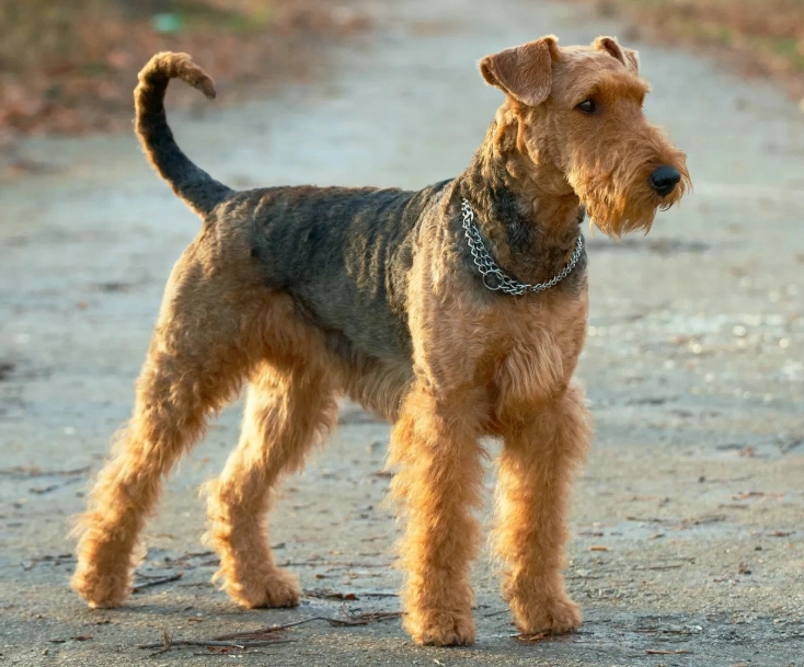 Airedale Terrier temperament