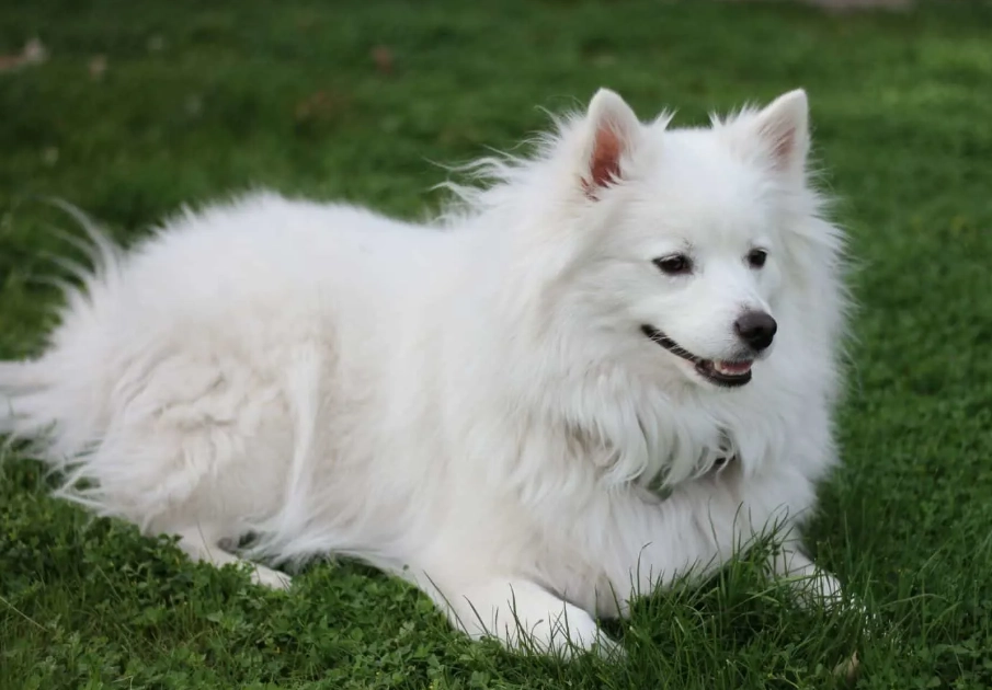 Is an American Eskimo a husky?