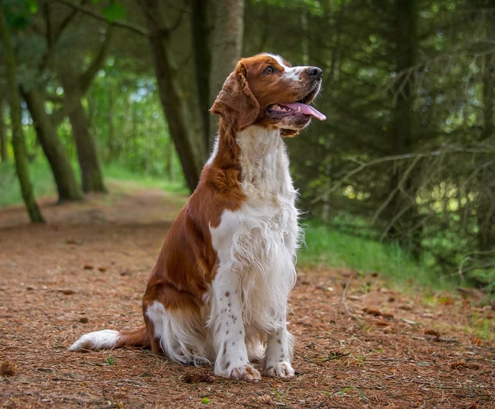 Welsh Springer Spaniel care