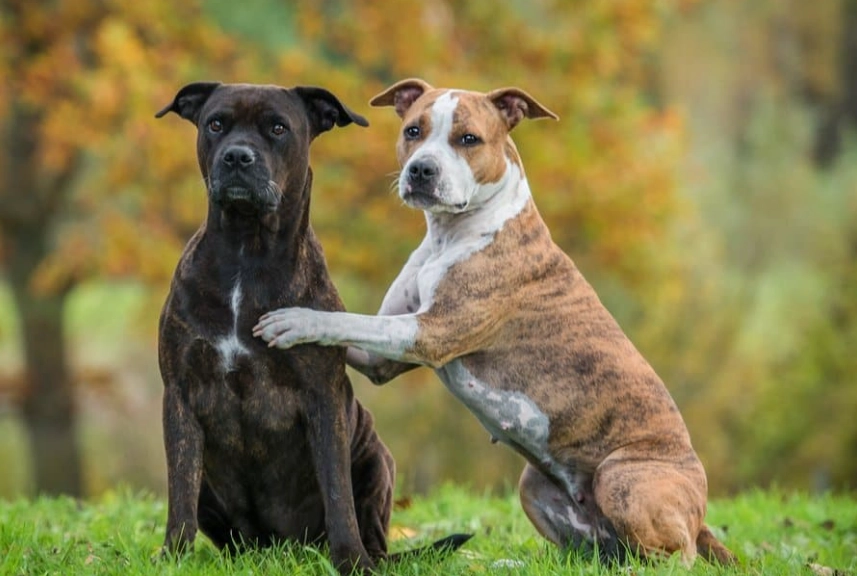 American Staffordshire Terrier size American Staffordshire Terrier size