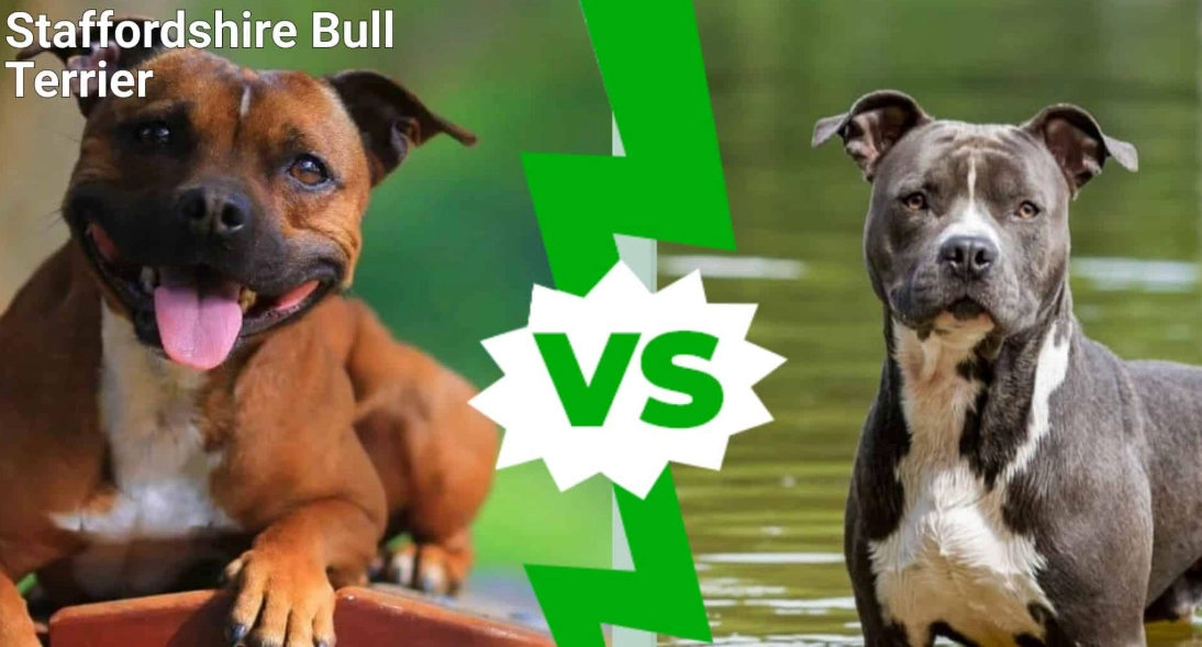 American Staffordshire Terrier vs Staffordshire Bull Terrier