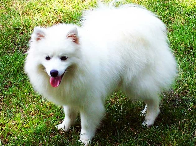 American Eskimo Dog weight