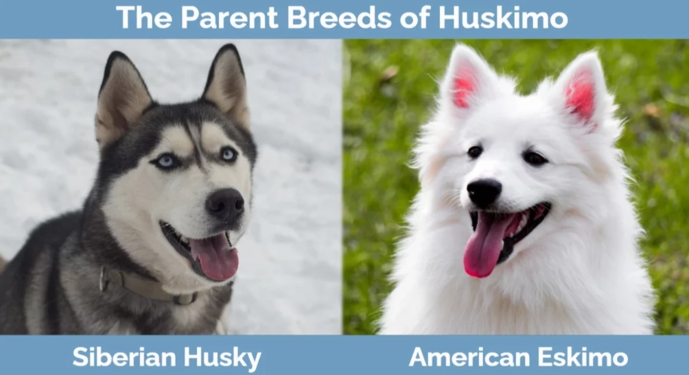 Siberian Husky comparison