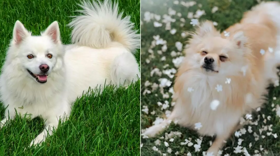 Pomeranian dog