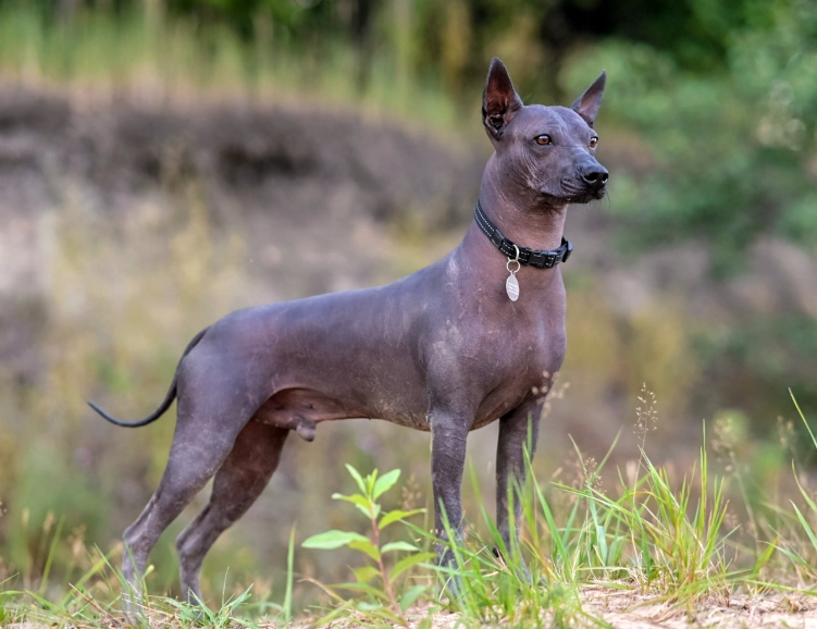 hypoallergenic dog breed