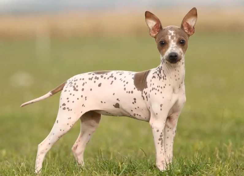 hairless dog breed dimensions