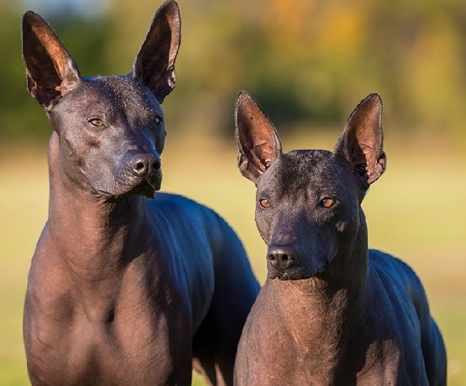 hypoallergenic dog breed