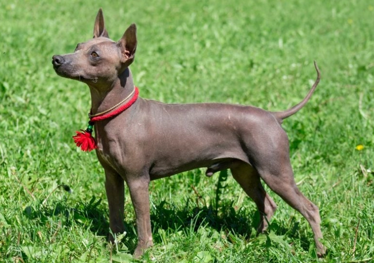 American hairless terrier shedding