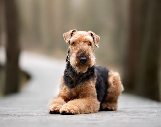 Airedale Terrier family dog