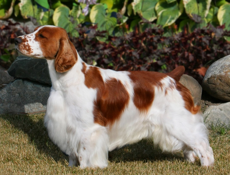 Welsh Springer Spaniel