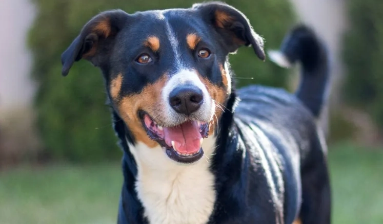 how long do Appenzellers live