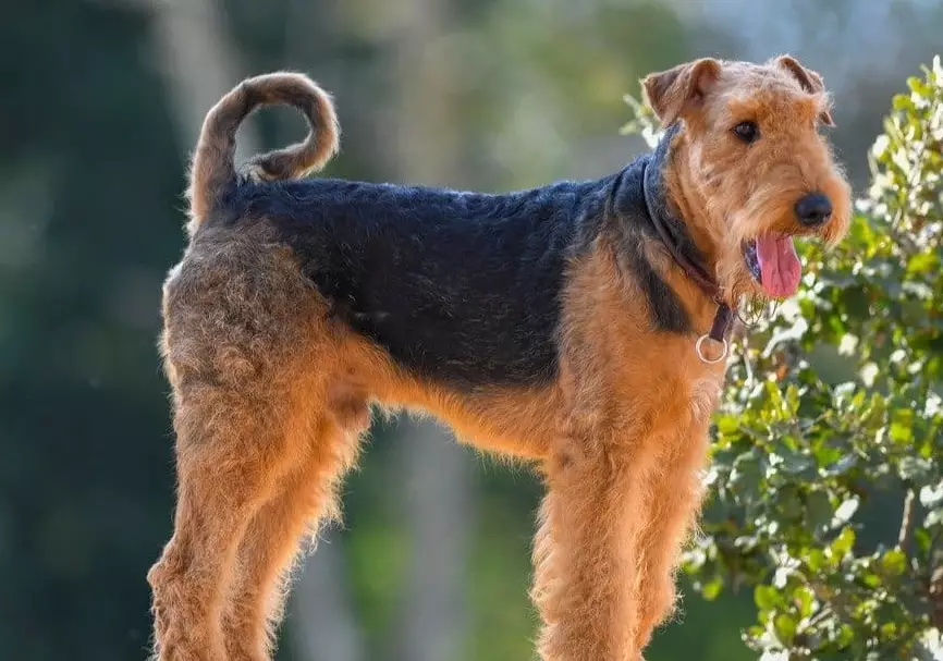 Airedale Terrier temperament