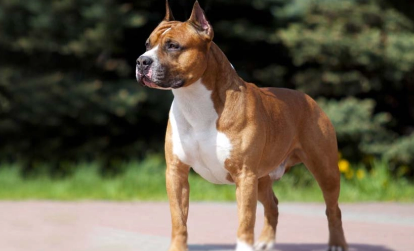 American Staffordshire Terrier lifespan