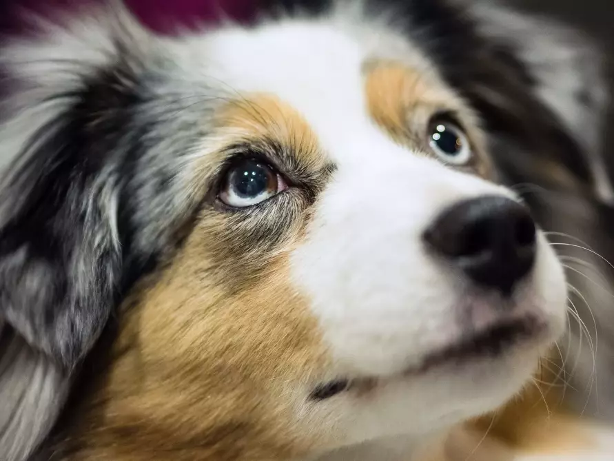 Aussie temperament Aussie temperament