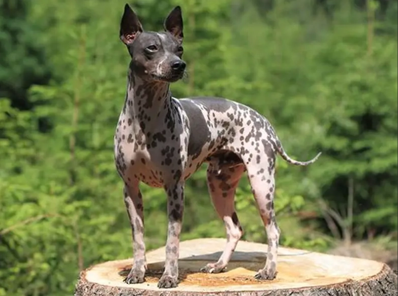 hypoallergenic dog breeds