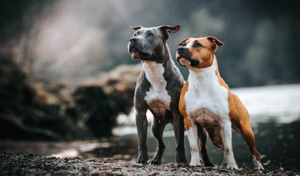 Bulldog Terrier mix Bulldog Terrier mix